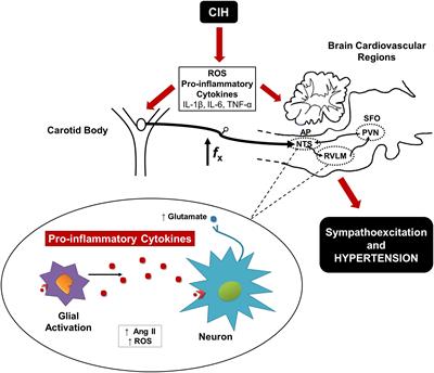 Contribution of Oxidative Stress and Inflammation to the Neurogenic Hypertension Induced by Intermittent Hypoxia